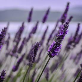 Lavender absolute